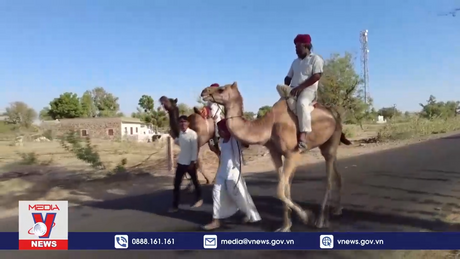 Cử tri Ấn Độ cưỡi lạc đà đi bầu cử