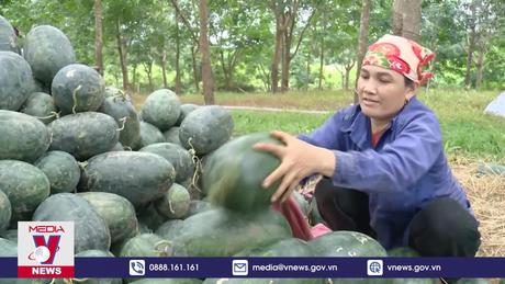 Dưa hấu sang Trung Quốc phải có nguồn gốc xuất xứ