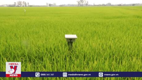 Nông dân Cần Thơ trồng lúa tiết kiệm nước 