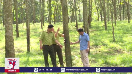 Thanh Hóa nỗ lực tăng độ che phủ rừng