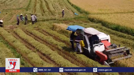 Nông dân Phú Yên “vượt” nắng nóng ra đồng thu hoạch lúa