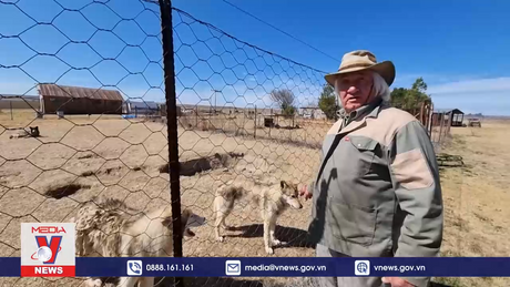 Trạm cứu hộ chó sói bị bỏ rơi tại Nam Phi