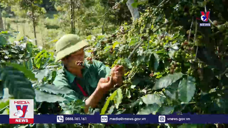 Từ cây thoát nghèo đến thương hiệu cà phê Điện Biên 