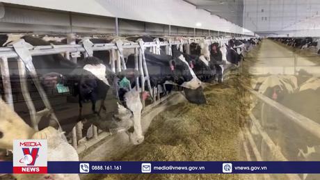 Mỹ xét nghiệm virus H5N1 trong thịt bò