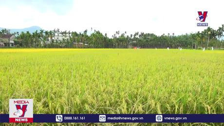 Quảng Ngãi phát triển du lịch cộng đồng, du lịch nông thôn 