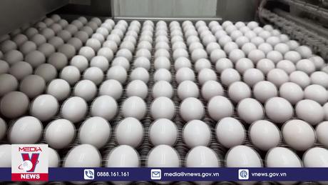 Cảnh báo nguy cơ lây nhiễm virus cúm gia cầm ở bò