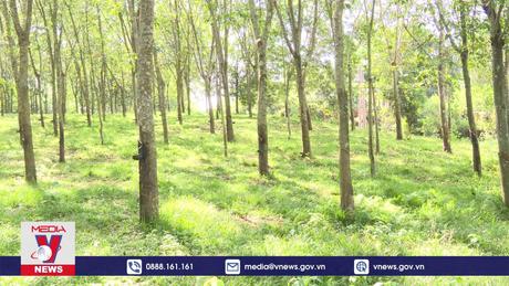 Thanh Hóa nỗ lực tăng độ che phủ rừng