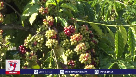 Khuyến cáo khi giá cà phê tăng nóng