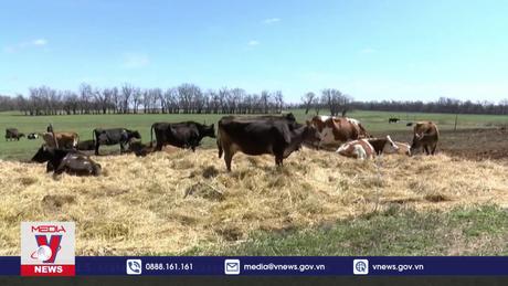 Mỹ công bố kết quả xét nghiệm virus H5N1 trên thịt bò