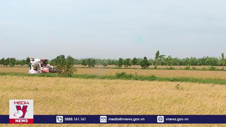 Sẽ đảm bảo xuất khẩu hơn 8 triệu tấn gạo trong năm 2024