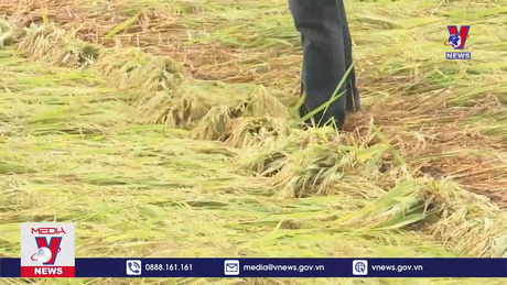 Nhiều diện tích lúa bị ngã đổ sau mưa lớn ở Quảng Bình