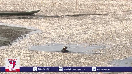 Hoàn thành vớt hơn 100 tấn cá chết ở hồ Sông Mây, Đồng Nai