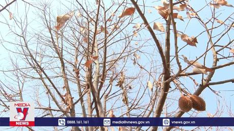 Nông dân Bình Phước khốn đốn vì sầu riêng chết hàng loạt