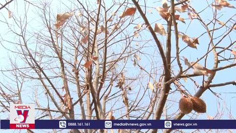 Sầu riêng ở Bình Phước chết hàng loạt do nấm bệnh