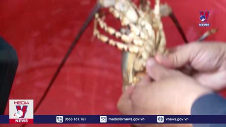Kết quả bước đầu tôm hùm nuôi lồng bị chết bất thường 