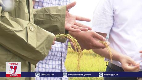 Quảng Bình tập trung thu hoạch diện tích lúa bị ngã đổ