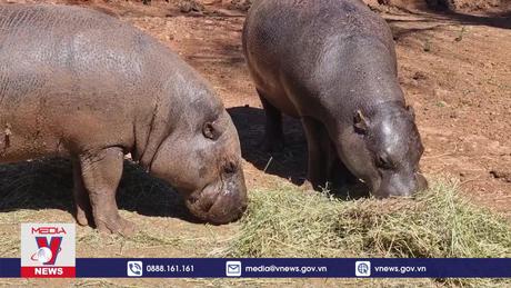 Trải nghiệm khu bảo tồn động vật hoang dã tại Nam Phi