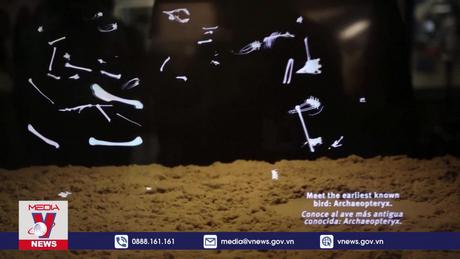 Mẫu vật chứng minh nguồn gốc khủng long của các loài chim