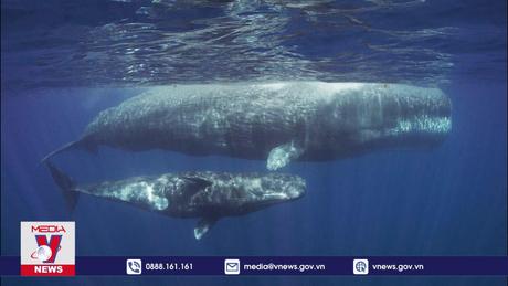 Cá nhà táng có khả năng giao tiếp tương tự con người