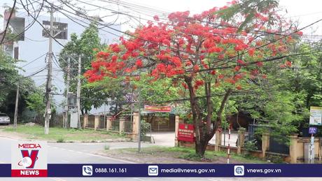 Hoa Phượng nở đỏ rực thành phố Hòa Bình