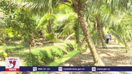 Vùng nguyên liệu nông sản lao đao vì hạn mặn