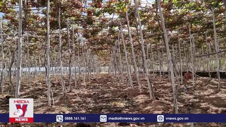 Ninh Thuận triển khai các giải pháp chống hạn