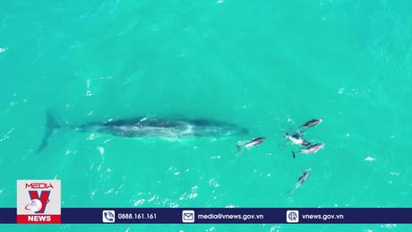 Cá voi Sei xuất hiện trở lại ngoài khơi Argentina sau 100 năm