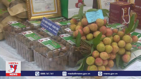 Hải Dương xúc tiến tiêu thụ vải thiều Thanh Hà và nông sản 