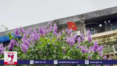 Lặng ngắm một Hà Nội đẹp như mơ mùa hoa bằng lăng tím
