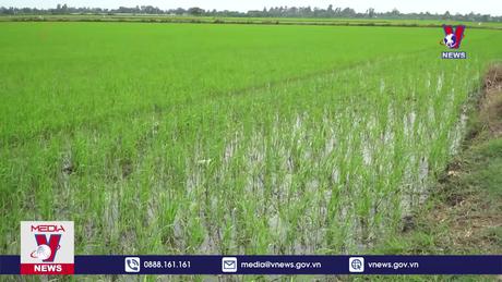 Bản tin thời sự 17h ngày 12/5/2024