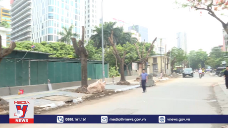 Lý do loạt cây xanh ở Hà Nội bị cắt trơ trụi giữa hè
