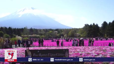 Lễ hội hoa chi anh ở Nhật Bản