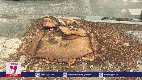 Khi cây xanh phải “hi sinh” cho công trình hạ tầng