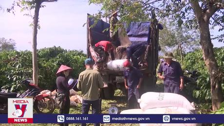 Lượng cà phê xuất khẩu có xu hướng giảm