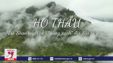 Trà shan tuyết cổ - 