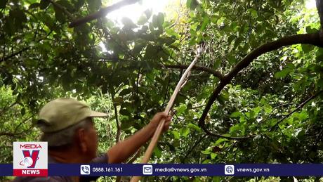 Măng cụt mất mùa, nhà vườn kém vui