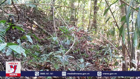 Kon Tum phát hiện đàn voọc bạc quý hiếm