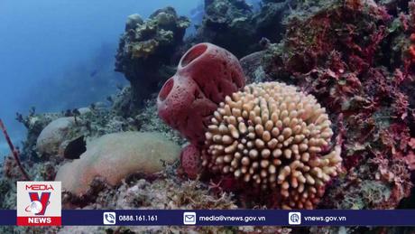 Hơn 60% rạn san hô trên thế giới bị tẩy trắng