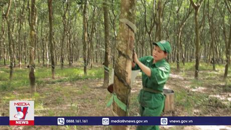Ngành cao su nỗ lực đáp ứng quy định chống phá rừng của EU