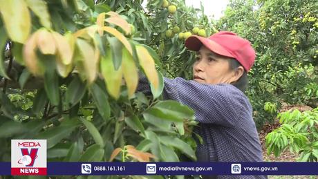 Quảng Ninh livestream bán vải chín sớm 