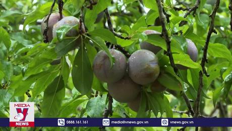 Mùa mận chín ở thung lũng Phiêng Ban