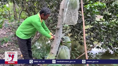 Long An chờ mưa cứu vườn cây ăn trái