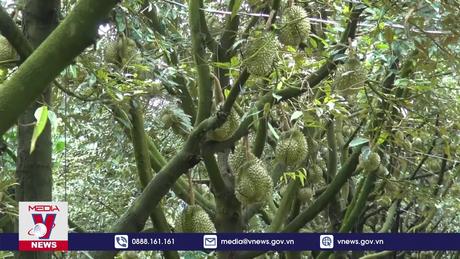 Phát triển ngành hàng sầu riêng cần tránh “tham bát bỏ mâm”