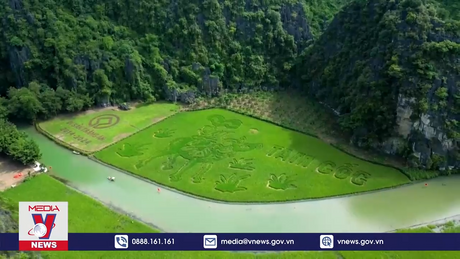 “Mục đồng thổi sáo” trên cánh đồng lúa Ninh Bình 