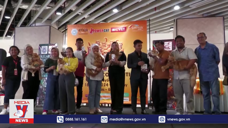 Vui nhộn cuộc thi tìm kiếm mèo Garfield trong đời thực