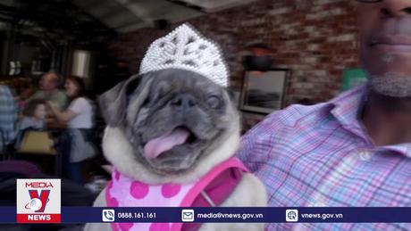 Sôi động tiệc hóa trang dành cho cún cưng
