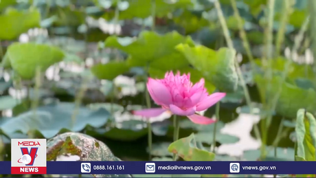 Hà Nội lần đầu tổ chức Lễ hội sen quy mô lớn