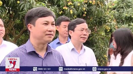 Hưng Yên kết nối tiêu thụ vải lai chín sớm