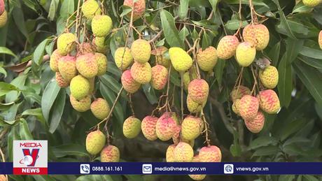 Hưng Yên chuẩn bị thu hoạch vải lai chín sớm