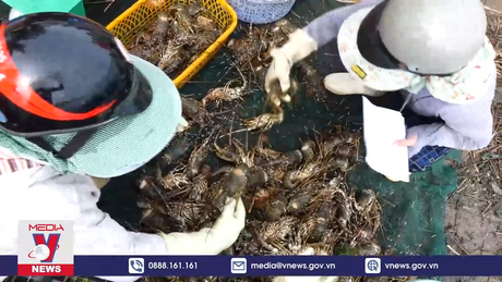 Phú Yên tìm nguyên nhân khiến cá, tôm hùm chết hàng loạt